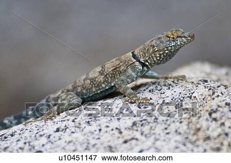 Banded rock lizard (Petrosaurus mearnsi mearnsi) View Large Photo Image Stock Photo - Banded rock lizard (Petrosaurus mearnsi mearnsi). Fotosearch
