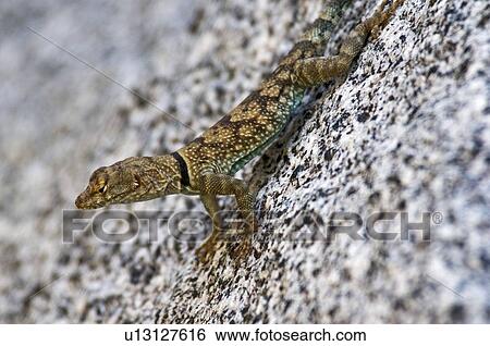 Banded rock lizard (Petrosaurus mearnsi mearnsi) View Large Photo Image Stock Photograph - Banded rock lizard (Petrosaurus mearnsi mearnsi). Fotosearch