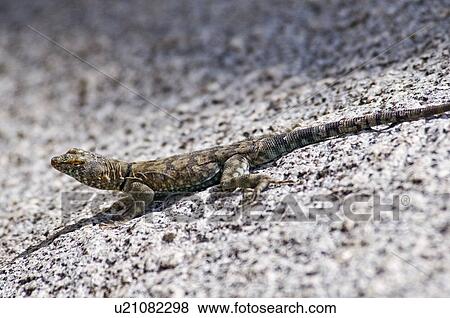 Banded rock lizard (Petrosaurus mearnsi), Riverside County, California; lizard on a rock View Large Photo Image Stock Photo - Banded rock lizard (Petrosaurus mearnsi), Riverside County, California; lizard on a rock. Fotosearch