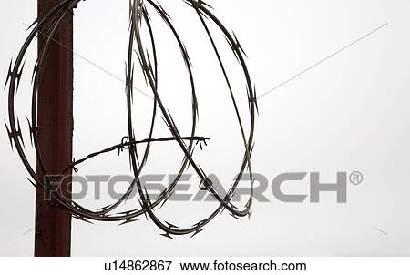 Stock Photo - Barbed wire in a coil. Fotosearch