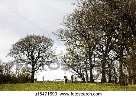 Stock Photo - Bare branches, Derbyshire, England. Fotosearch