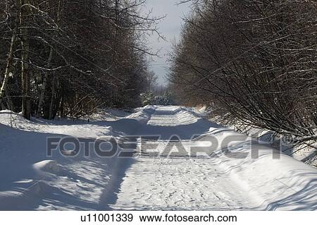 Stock Photo - Bare trees line a snow covered country road. Fotosearch