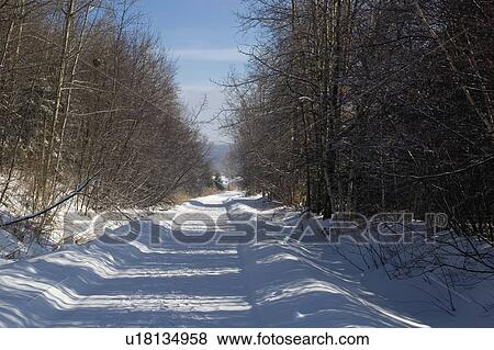 Bare trees line a snow covered country road View Large Photo Image Stock Photo - Bare trees line a snow covered country road. Fotosearch