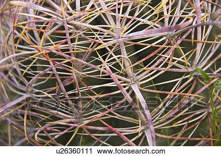 Barrel cactus View Large Photo Image Stock Image - Barrel cactus. Fotosearch