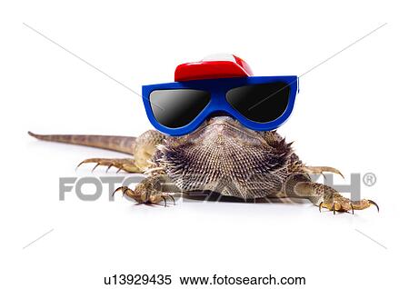 Bearded dragon in sunglasses and cap View Large Photo Image Stock Photography - Bearded dragon in sunglasses and cap. Fotosearch