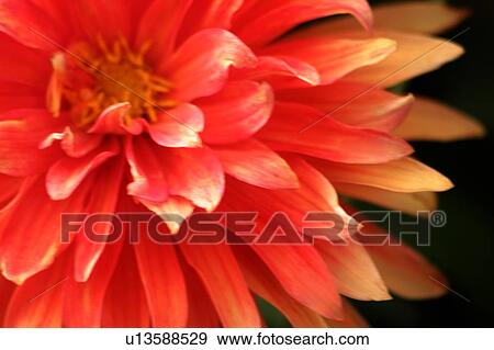 Stock Photo - Beautiful blooms. Fotosearch