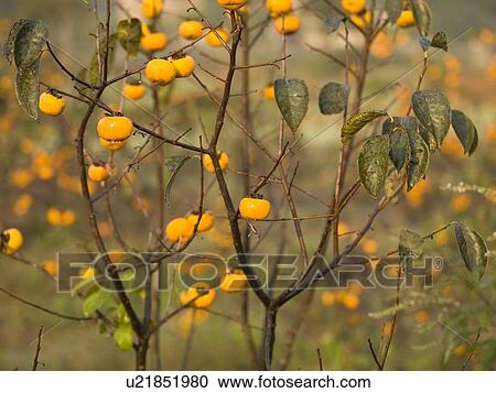 Berries on a bush View Large Photo Image Stock Image - Berries on a bush. Fotosearch