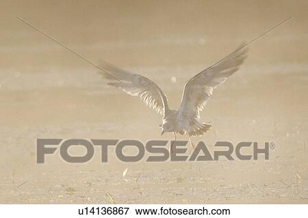 Bird flying View Large Photo Image Stock Photo - Bird flying. Fotosearch