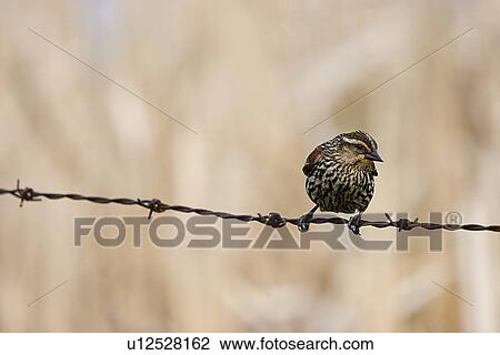 Bird on a wire View Large Photo Image Stock Image - Bird on a wire. Fotosearch