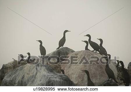 Birds on rocks View Large Photo Image Stock Photography - Birds on rocks. Fotosearch