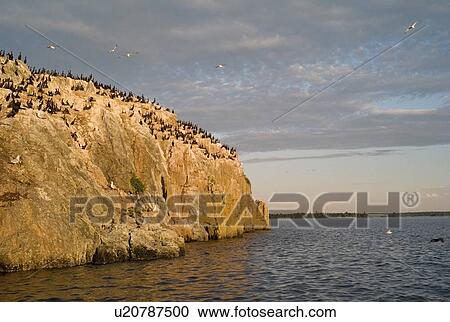 Birds on rocky cliff, Lake of the Woods, Ontario, Canada View Large Photo Image Stock Image - Birds on rocky cliff, Lake of the Woods, Ontario, Canada. Fotosearch