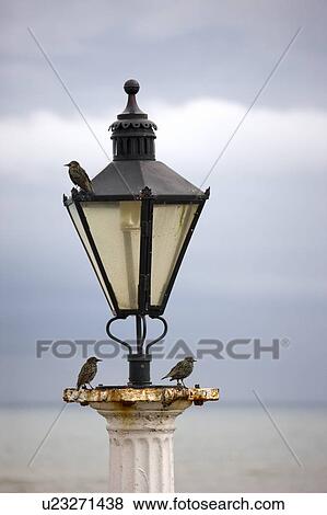 Stock Photo - Birds resting on old street light. Fotosearch