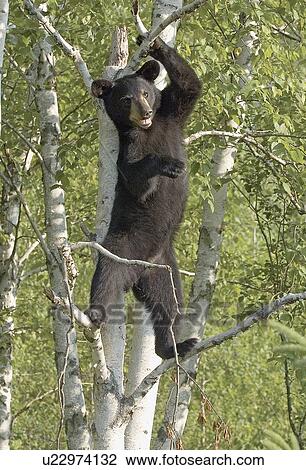 Black bear cub standing in tree View Large Photo Image Stock Image - Black bear cub standing in tree. Fotosearch