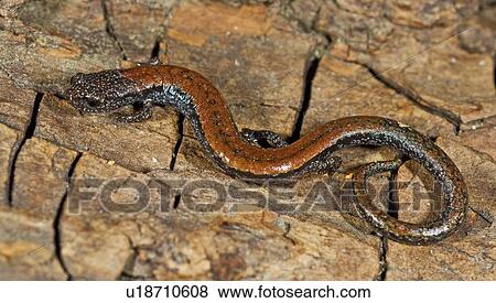 Black-bellied salamander (Batrachoceps nigriventris); San Gabriel Mountains, California, USA View Large Photo Image Stock Photo - Black-bellied salamander (Batrachoceps nigriventris); San Gabriel Mountains, California, USA . Fotosearch