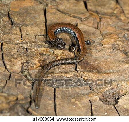 Black-bellied slender salamander (Batrachoceps nigriventris), San Gabriel Mountains, California View Large Photo Image Picture - Black-bellied slender salamander (Batrachoceps nigriventris), San Gabriel Mountains, California. Fotosearch