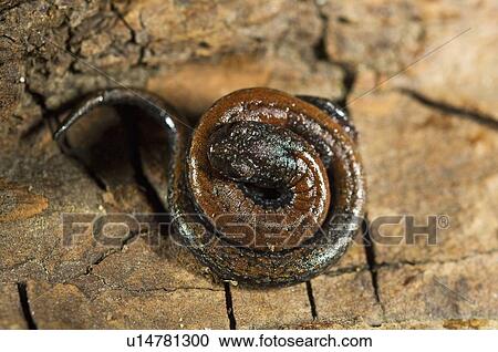 Stock Image - Black-bellied slender salamander (Batrachoceps nigriventris), San Gabriel Mountains, California; salamander in a defensive posture . Fotosearch
