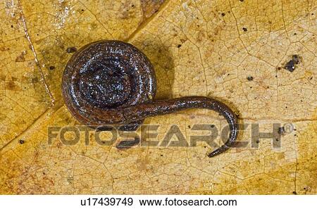 Stock Photo - Black-bellied slender salamander (Batrachoseps nigriventris). Fotosearch