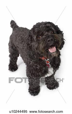 Stock Photography - Black Bichon-Cocker Spaniel dog. Fotosearch