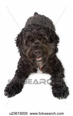 Black Bichon-Cocker Spaniel dog View Large Photo Image Stock Photography - Black Bichon-Cocker Spaniel dog. Fotosearch