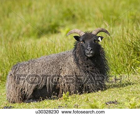 Stock Image - Black sheep (Ovis aries). Fotosearch