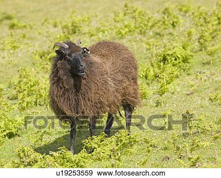 Black sheep (ovis aries) View Large Photo Image Stock Photo - Black sheep (ovis aries). Fotosearch