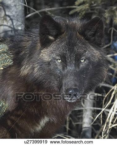 Black timber wolf View Large Photo Image Stock Photo - Black timber wolf. Fotosearch