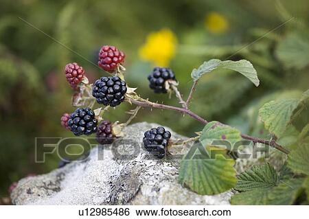 Blackberries on a branch View Large Photo Image Stock Photograph - Blackberries on a branch. Fotosearch