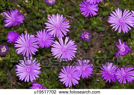 Stock Image - Blooming purple aster flowers . Fotosearch