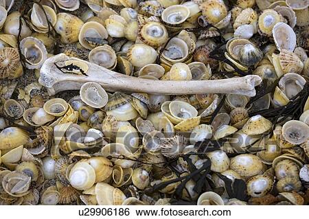 Bone on seashells View Large Photo Image Stock Photograph - Bone on seashells. Fotosearch