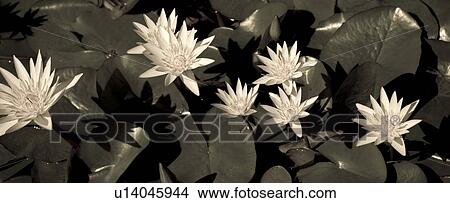 Picture - Botanical Gardens, Kauai, Hawaii, USA. Fotosearch