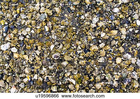 Stock Photograph - British Columbia, Canada; Close-up of shells and barnacles. Fotosearch
