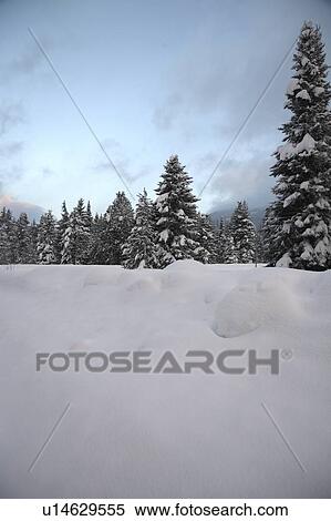 Stock Photography - British Columbia, Canada; Snow covered ground and trees. Fotosearch