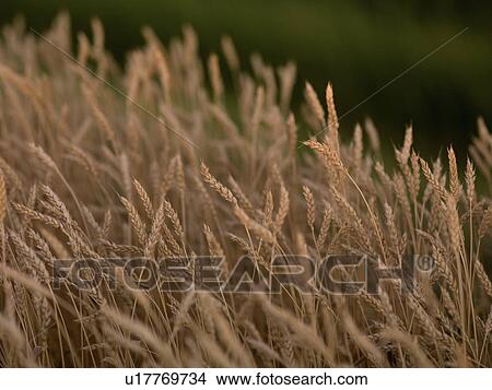 British Columbia, Canada; Wheat crop View Large Photo Image Picture - British Columbia, Canada; Wheat crop. Fotosearch