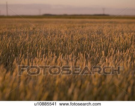 British Columbia, Canada; Wheat crop View Large Photo Image Stock Image - British Columbia, Canada; Wheat crop. Fotosearch