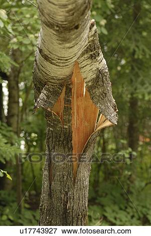 Stock Photo - Broken tree trunk. Fotosearch