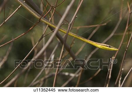 Stock Photography - Brown vine snake (Oxybelis aeneus); snake in twigs. Fotosearch
