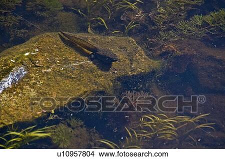 Picture - Bullfrog tadpole in the water. Fotosearch