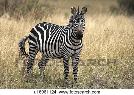 Burchell's Zebra, Masai, Mara, Kenya; Zebra standing in grasslands View Large Photo Image Picture - Burchell's Zebra, Masai, Mara, Kenya; Zebra standing in grasslands. Fotosearch
