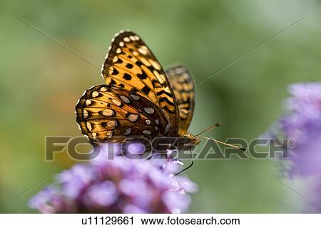 Butterfly on flower View Large Photo Image Stock Image - Butterfly on flower. Fotosearch