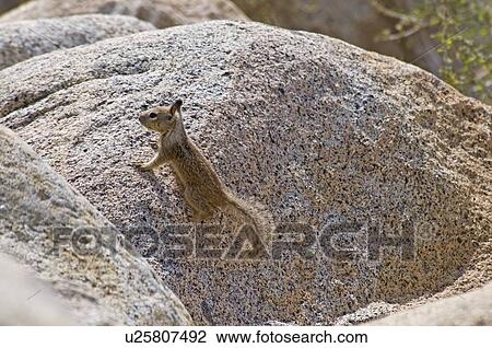 California Chipmunk (Tamias obscurus) View Large Photo Image Stock Image - California Chipmunk (Tamias obscurus). Fotosearch