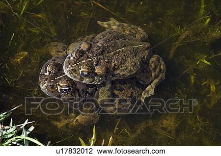 California toads (Bufo boreas halophilus) in amplexus View Large Photo Image Stock Image - California toads (Bufo boreas halophilus) in amplexus. Fotosearch