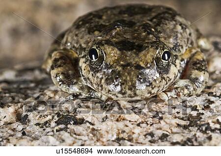 California tree frog, (Pseudacris cadaverina), Cabazon, California, USA View Large Photo Image Picture - California tree frog, (Pseudacris cadaverina), Cabazon, California, USA. Fotosearch