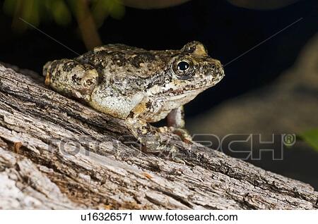 California tree frog, (Pseudacris cadaverina), Cabazon, California, USA View Large Photo Image Stock Image - California tree frog, (Pseudacris cadaverina), Cabazon, California, USA. Fotosearch