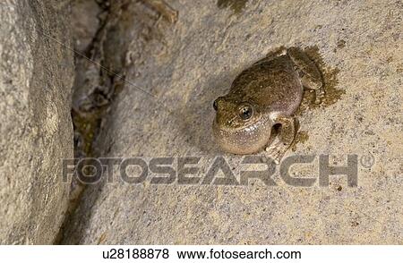 Stock Photo - California tree frog, (Pseudacris cadaverina); frog calling by a stream. Fotosearch