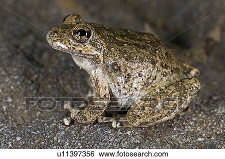 California tree frog (Pseudacris cadaverina) View Large Photo Image Stock Photograph - California tree frog (Pseudacris cadaverina). Fotosearch