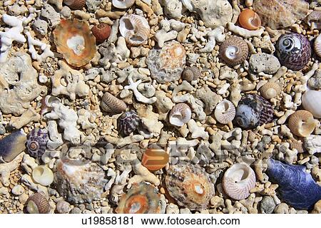 Carrowroe Coral Beach, Co Galway, Ireland; Close-up of shells and coral fragments View Large Photo Image Stock Image - Carrowroe Coral Beach, Co Galway, Ireland; Close-up of shells and coral fragments. Fotosearch