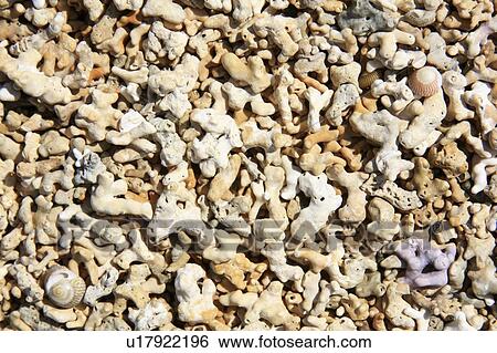 Carrowroe Coral Beach, Co Galway, Ireland; Close-up of shells and coral fragments View Large Photo Image Stock Photograph - Carrowroe Coral Beach, Co Galway, Ireland; Close-up of shells and coral fragments. Fotosearch