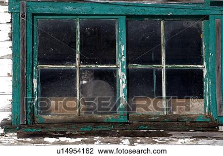 Stock Image - Cat looking out the window of a weather beaten country house. Fotosearch