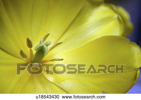 Stock Image - Center of a yellow tulip. Fotosearch