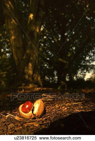 Stock Photography - Chestnut seed on forest floor. Fotosearch